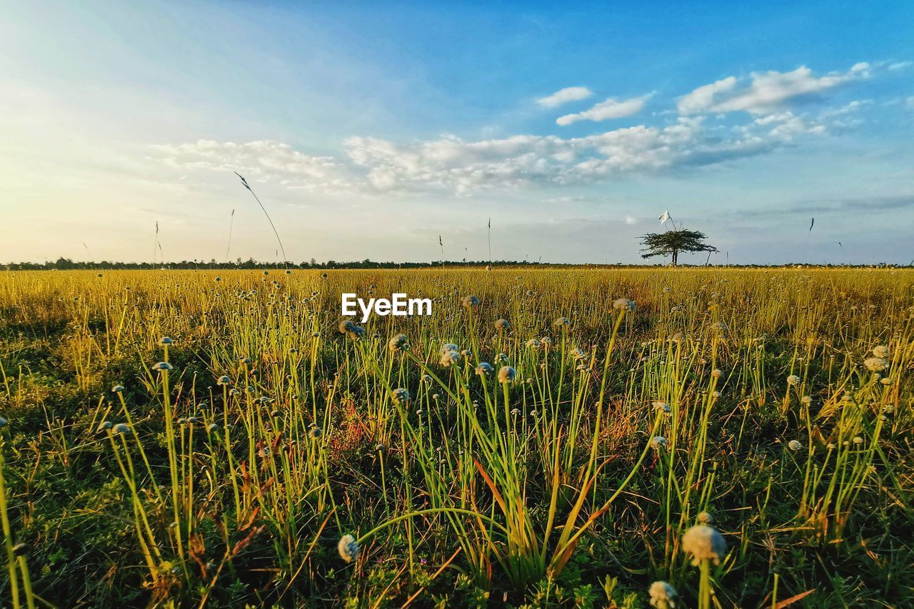 FIELD AGAINST SKY