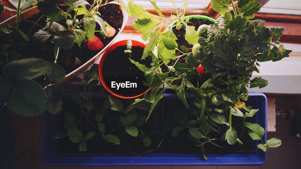 Close-up of fruits growing on plant by window