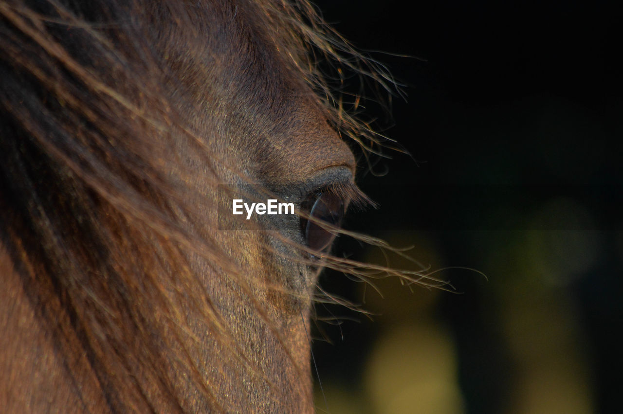 Cropped eye of horse