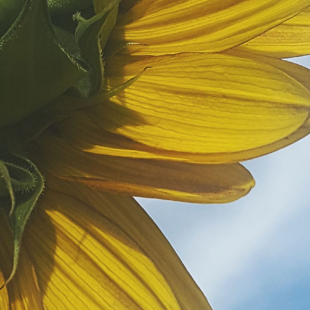 CLOSE-UP OF YELLOW FLOWER PLANT