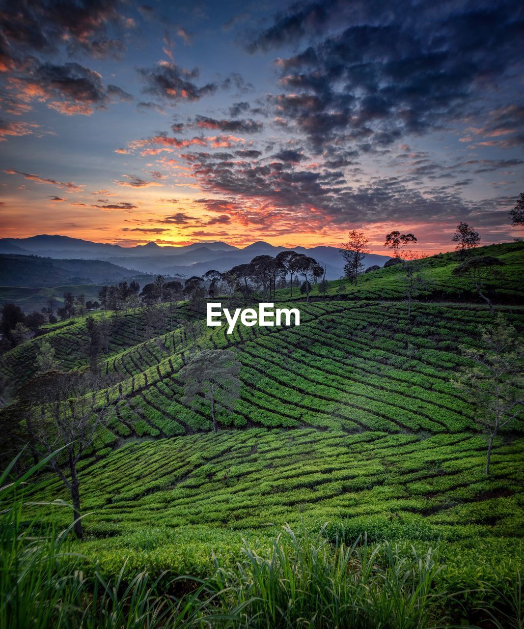 Scenic view of agricultural field against sky during sunset