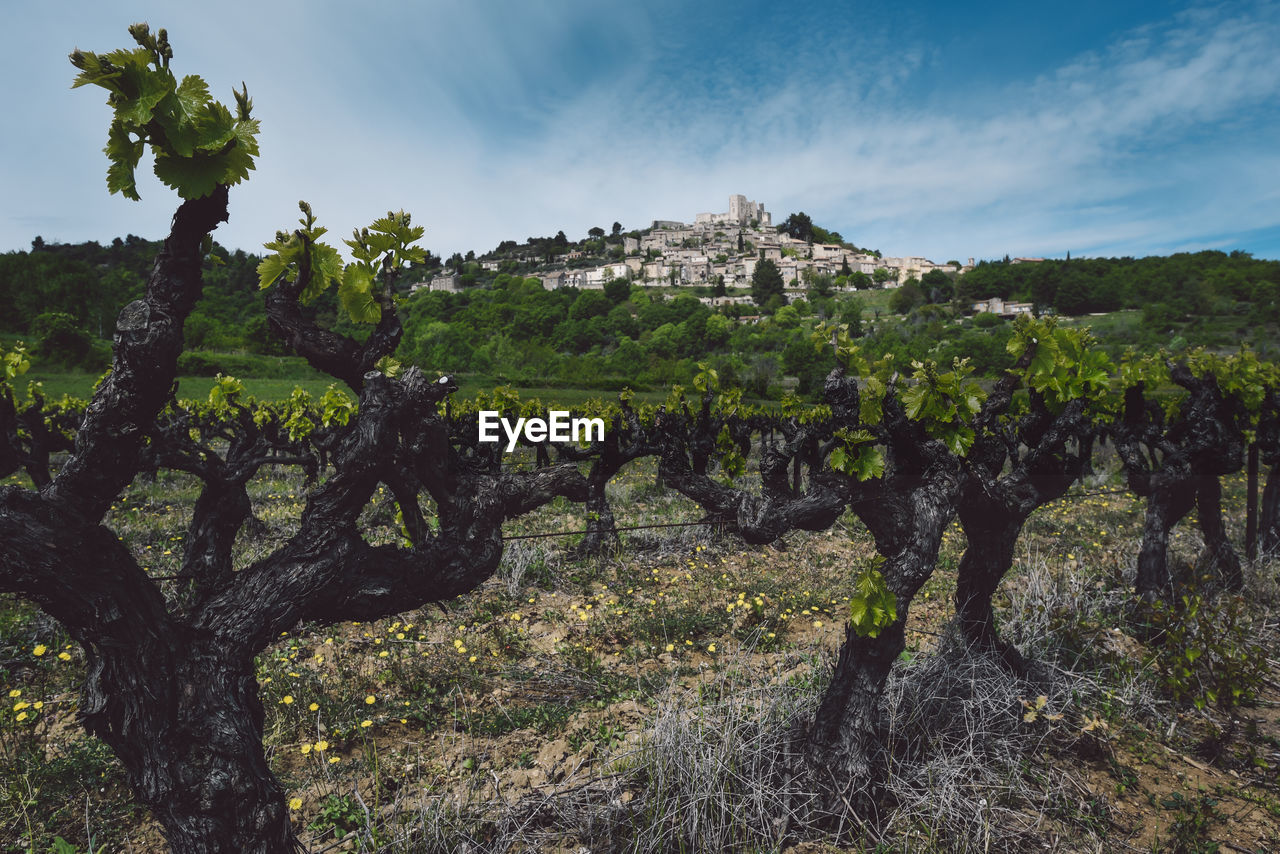 Vineyard with houses in background