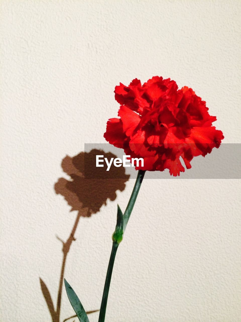 CLOSE-UP OF RED FLOWERS OVER WHITE BACKGROUND