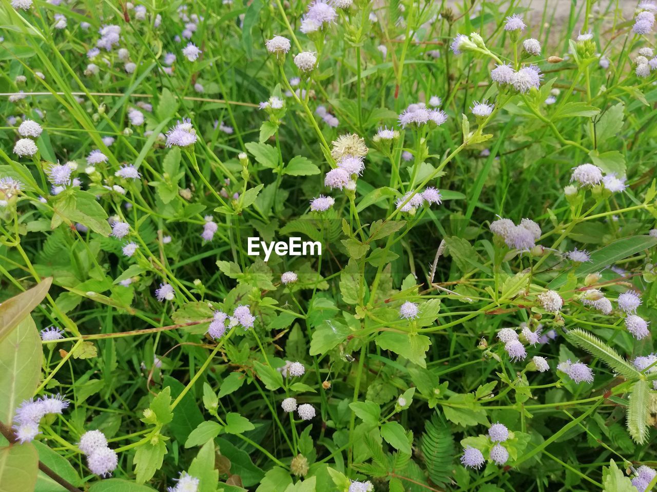 CLOSE-UP OF PURPLE FLOWERING PLANTS ON FIELD