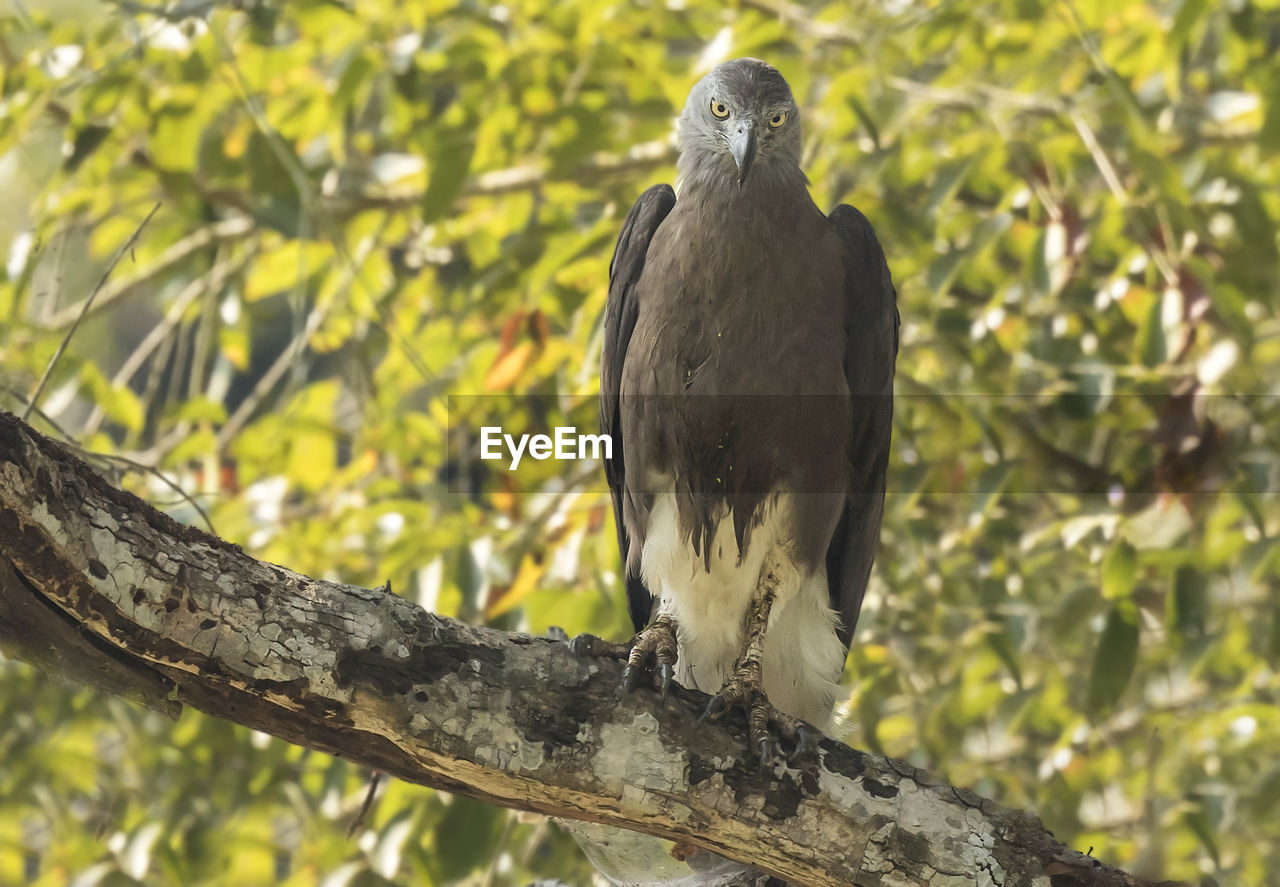 Close-up portrait of eagle perching on tree