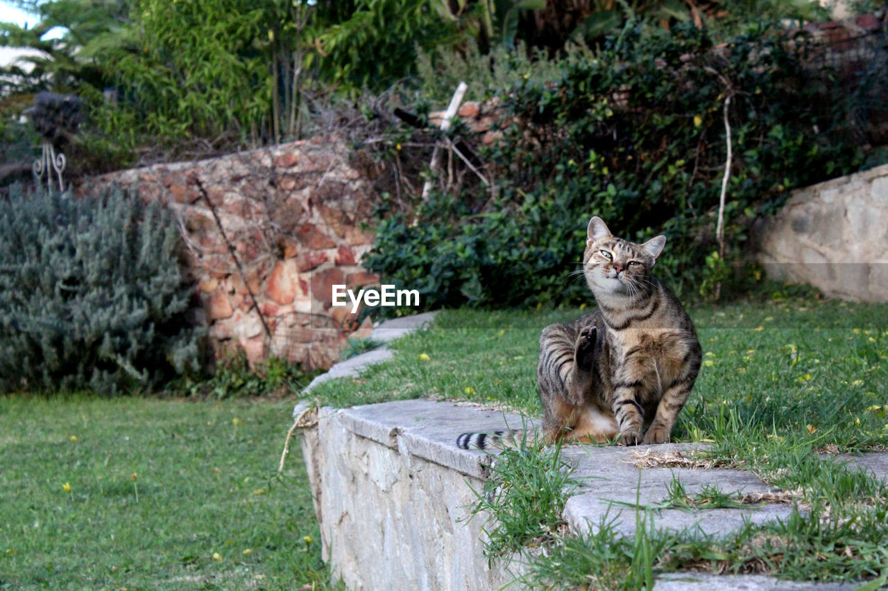 Cat on grass