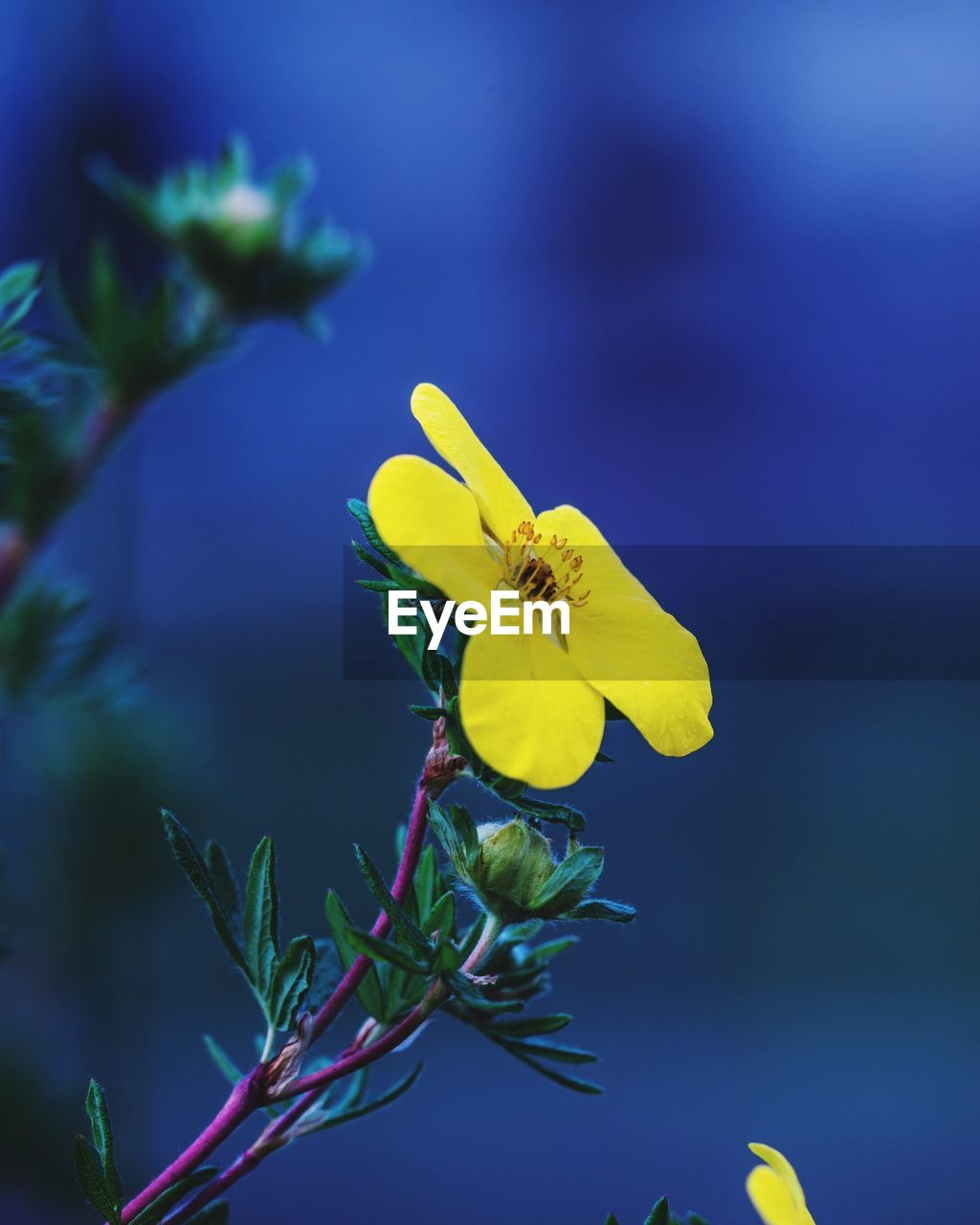 CLOSE-UP OF YELLOW FLOWERS BLOOMING AGAINST BLURRED BACKGROUND