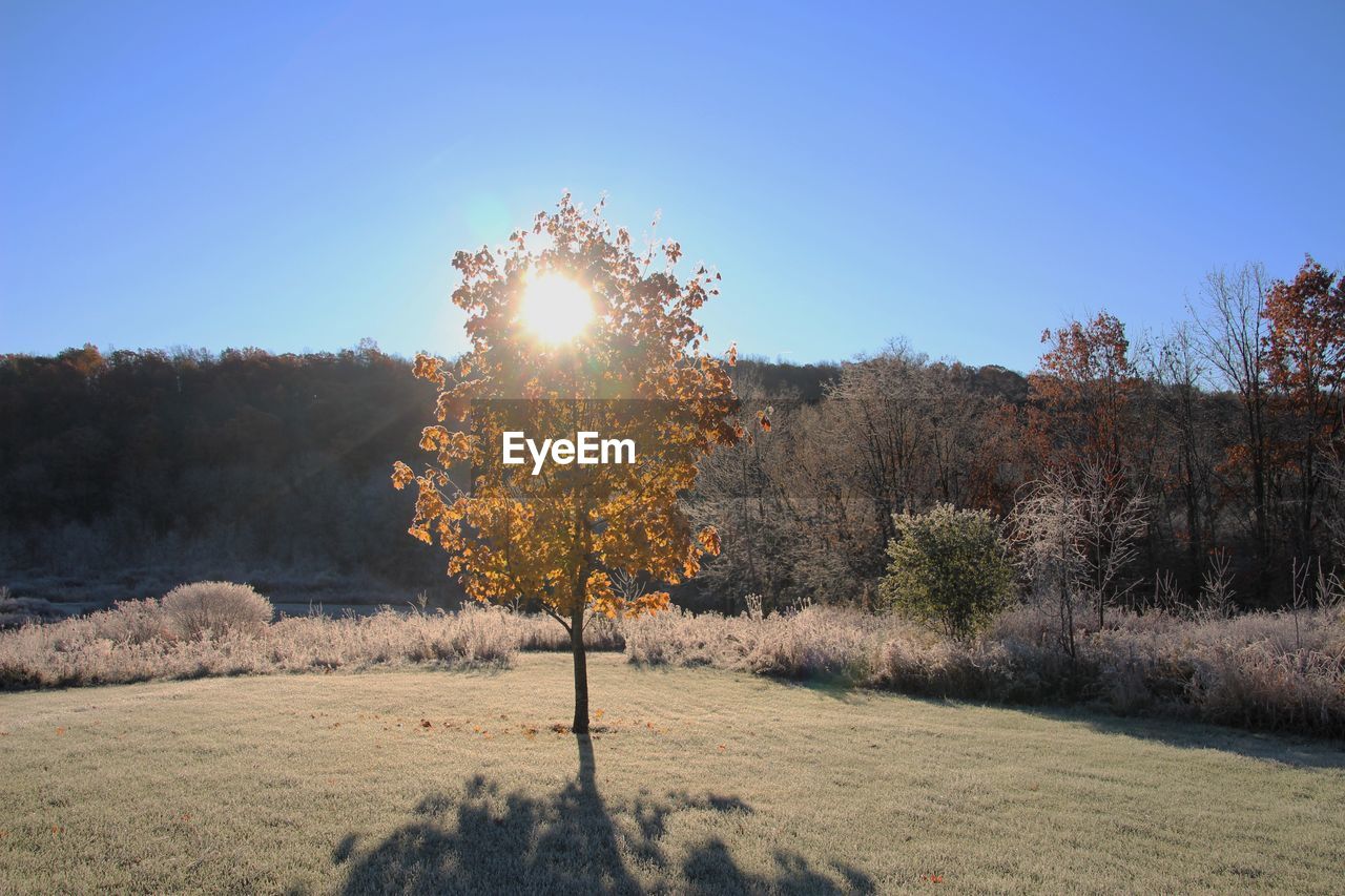 TREES ON LANDSCAPE AGAINST CLEAR SKY