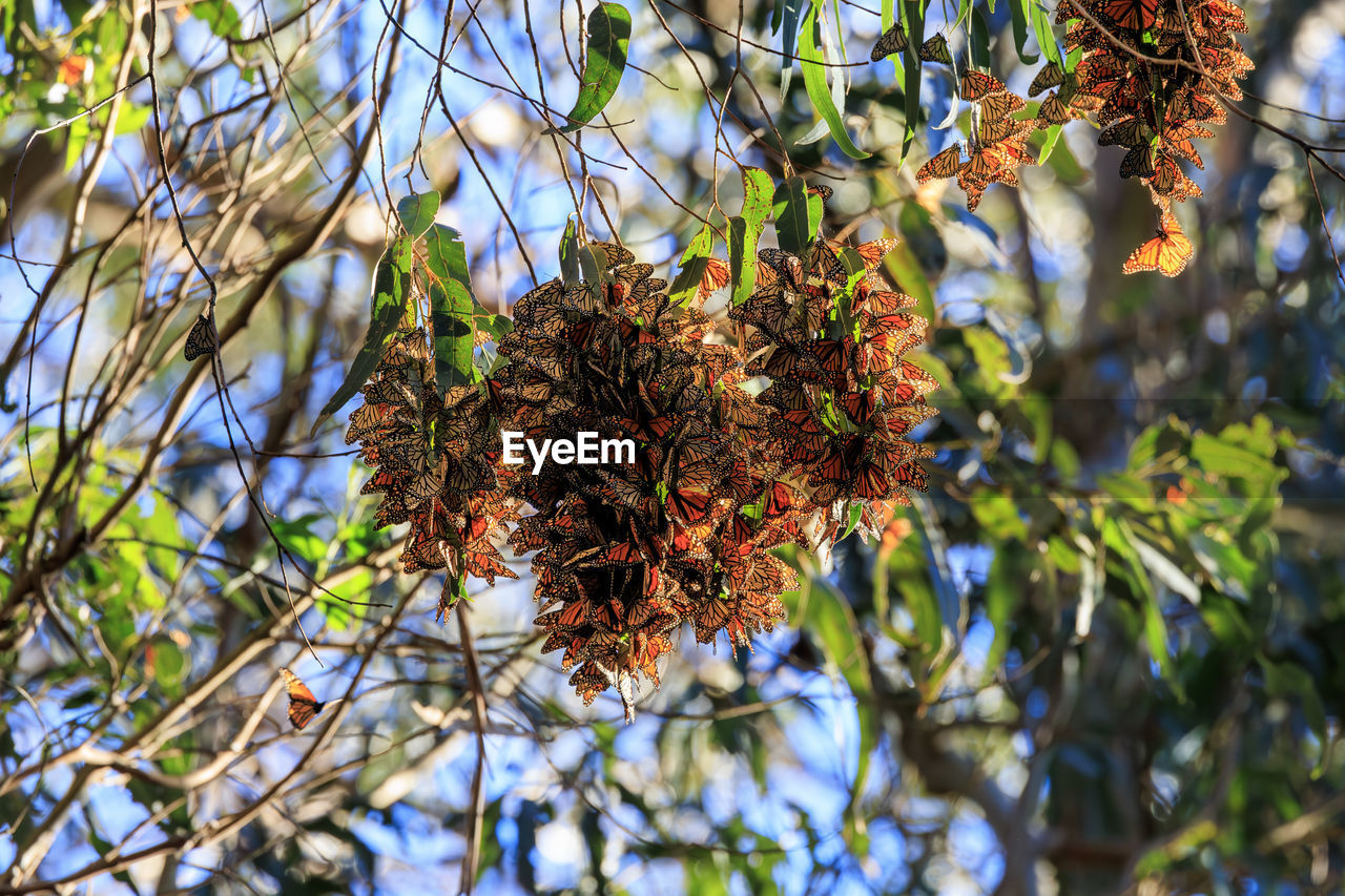 plant, tree, nature, growth, autumn, branch, flower, no people, leaf, beauty in nature, food, food and drink, low angle view, fruit, day, healthy eating, plant part, outdoors, focus on foreground, close-up, blossom, produce, freshness, green, sunlight, sky