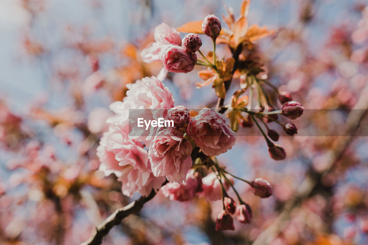 Close-up of pink cherry blossom