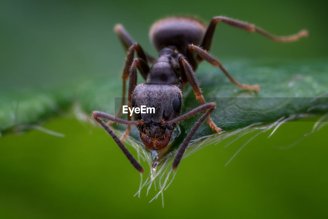 Ant drinking water