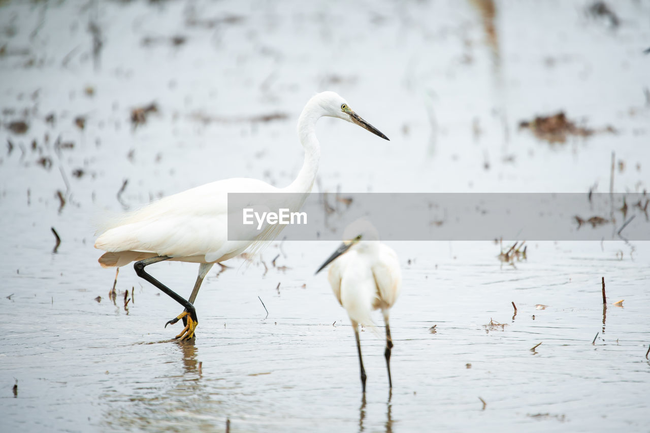 VIEW OF BIRDS IN LAKE