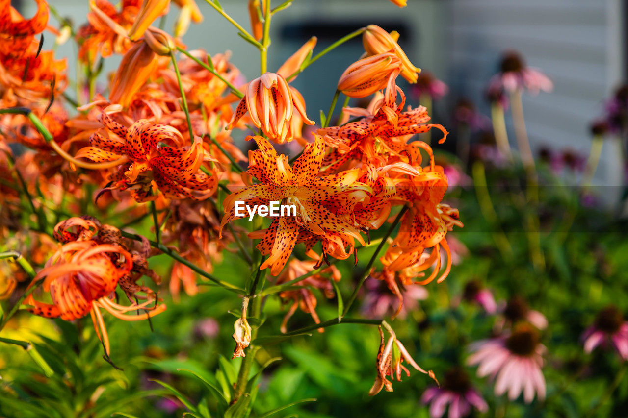plant, flower, beauty in nature, nature, flowering plant, orange color, focus on foreground, plant part, close-up, leaf, outdoors, no people, autumn, day, freshness, multi colored, growth, shrub, sunlight, travel destinations, red, macro photography, tree, environment, botany, travel, tourism