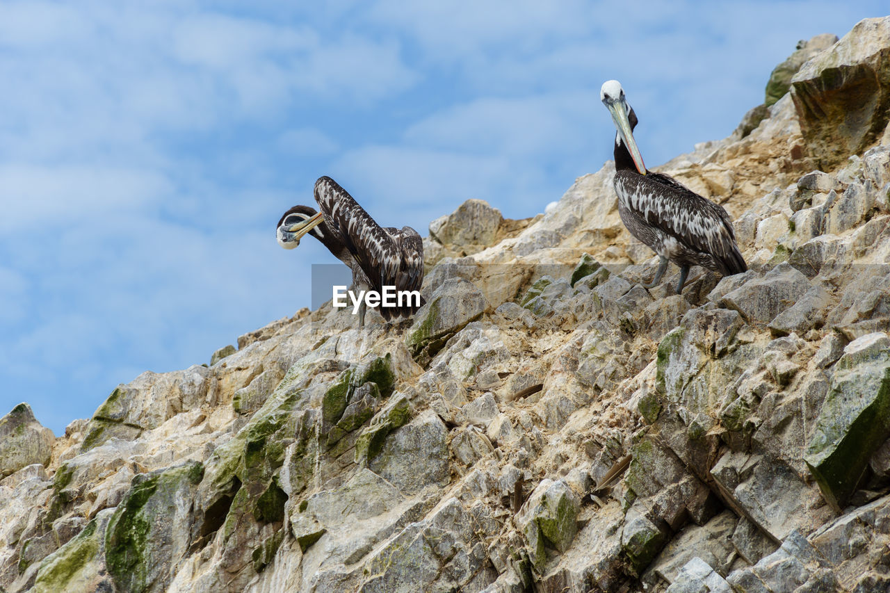 Low angle view of pelicans in rock formation against sky