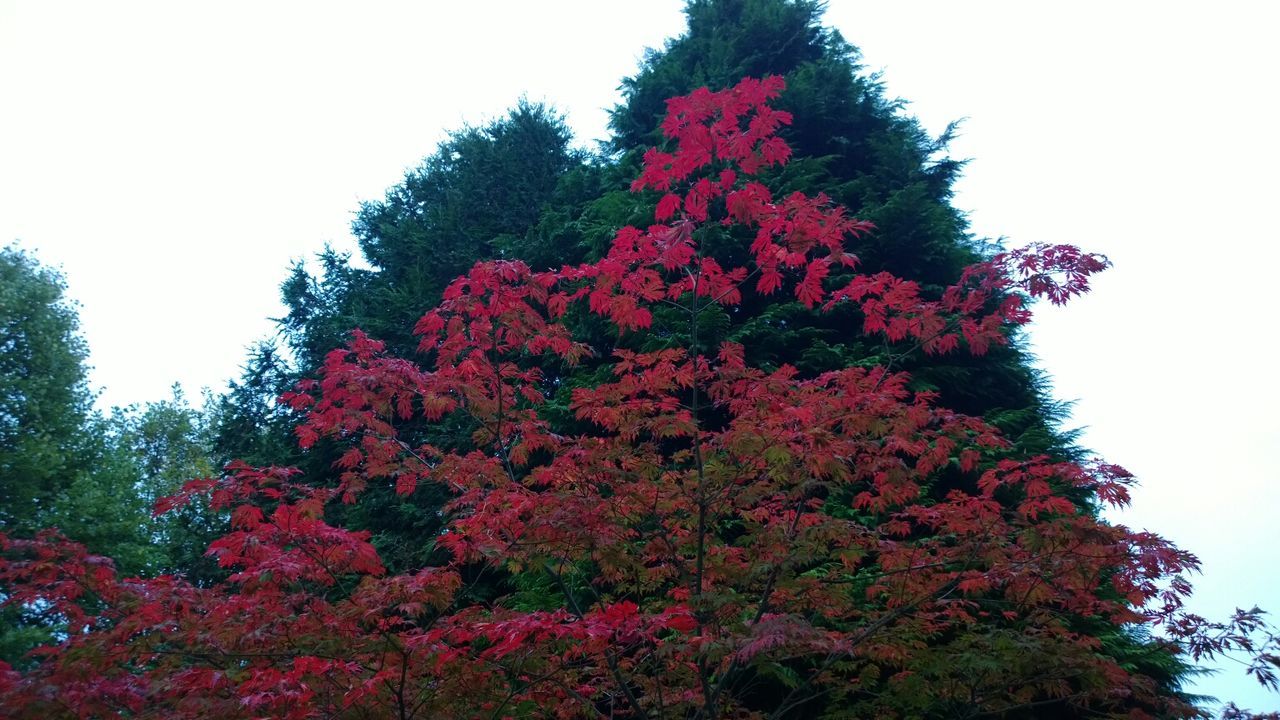 LOW ANGLE VIEW OF RED FLOWERS AGAINST CLEAR SKY