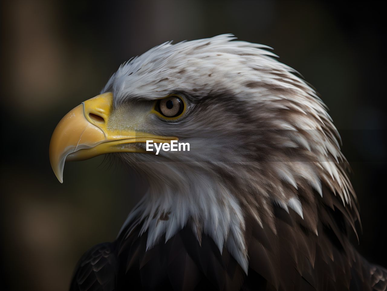 close-up portrait of eagle