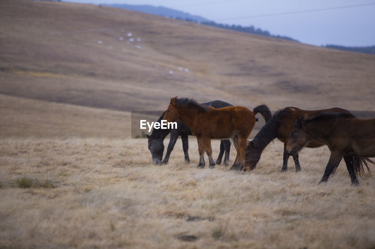 HORSES STANDING IN FIELD