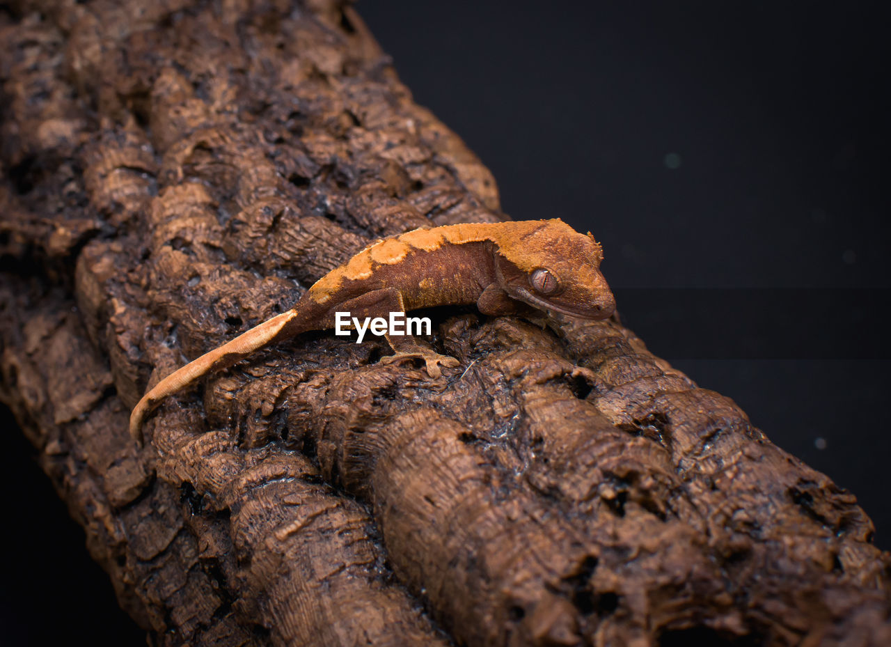close-up of lizard on tree