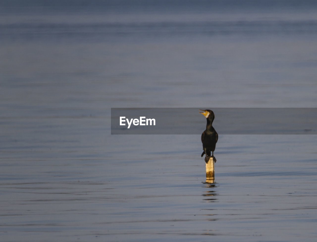 Great cormorant, phalacrocorax carbo, standing peacefully on the lake while looking on the side