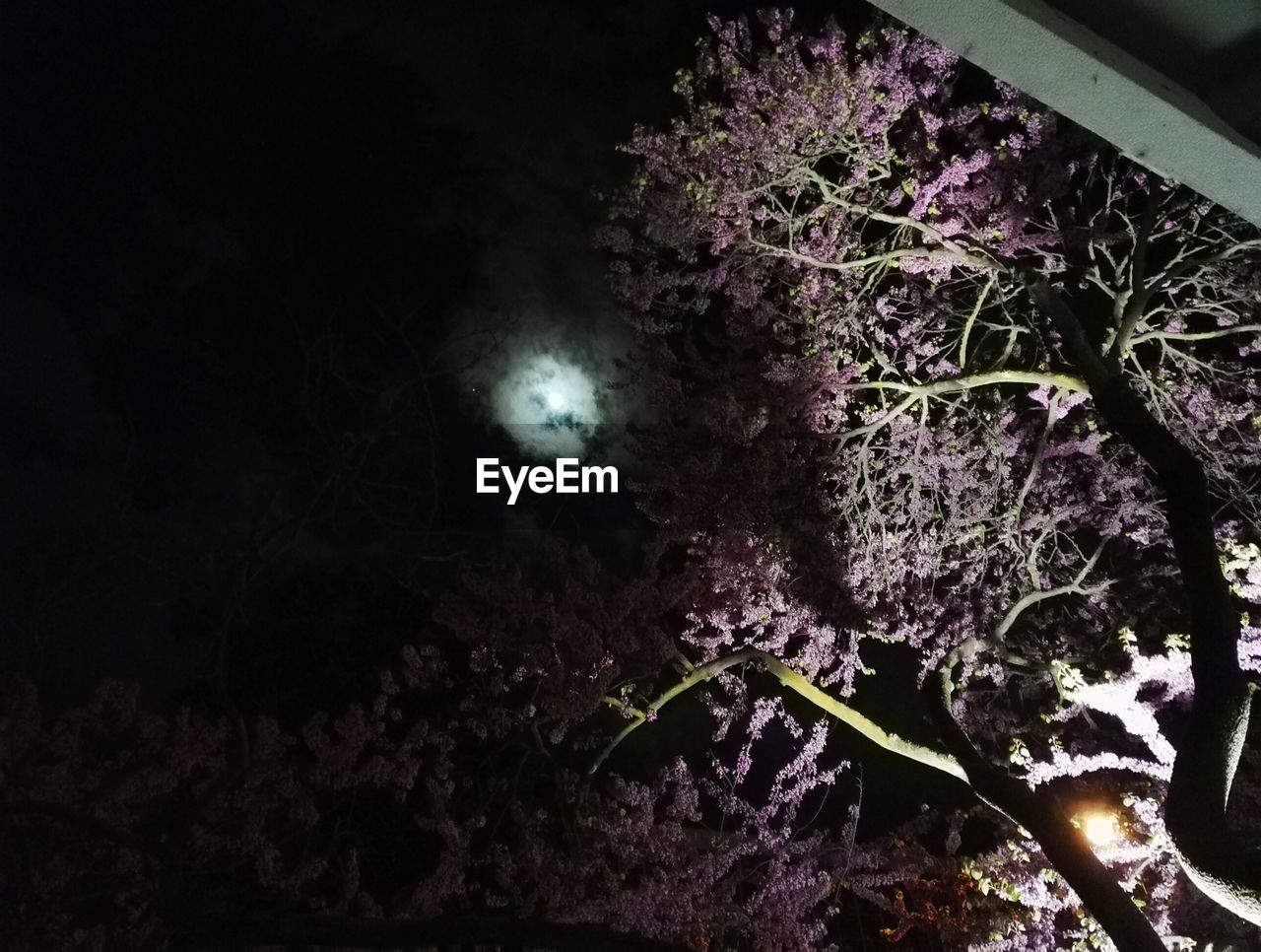 VIEW OF TREES AT NIGHT