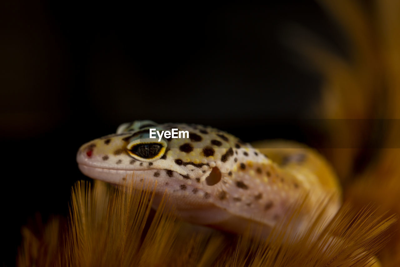 Close-up of gecko 