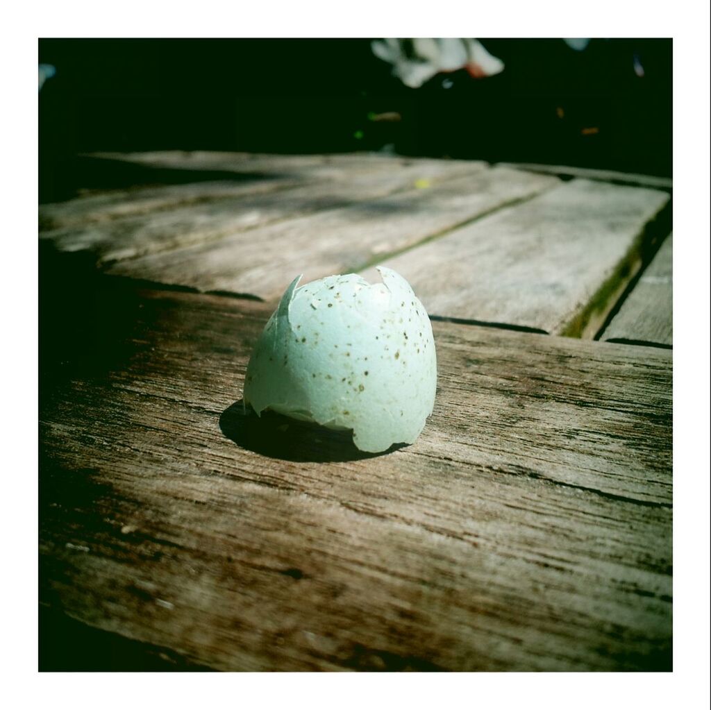 Broken eggshell on wooden plank