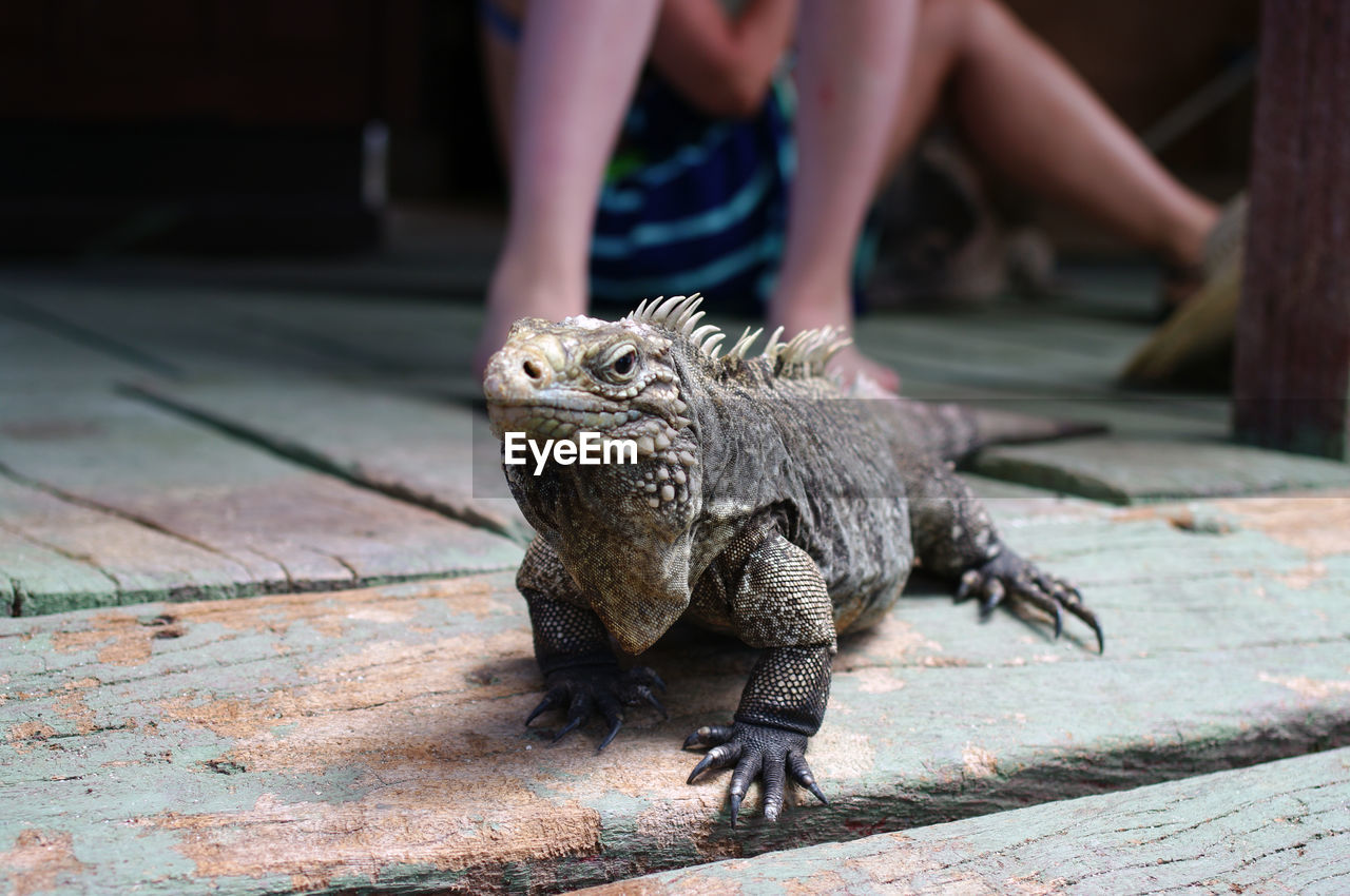 Lizard next to a girl