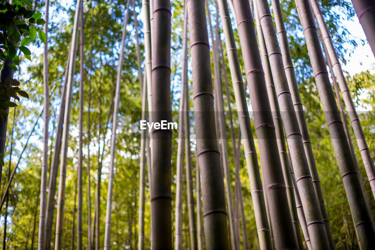 LOW ANGLE VIEW OF BAMBOO PLANTS IN FOREST