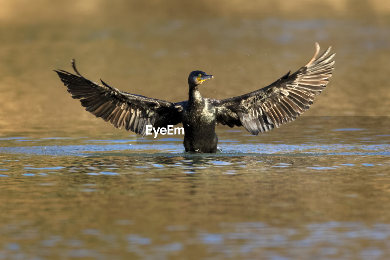 Cormorant drying wings, the drava river