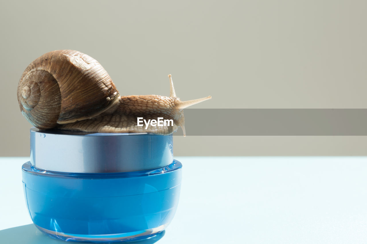 CLOSE-UP OF SNAIL AGAINST BLUE BACKGROUND
