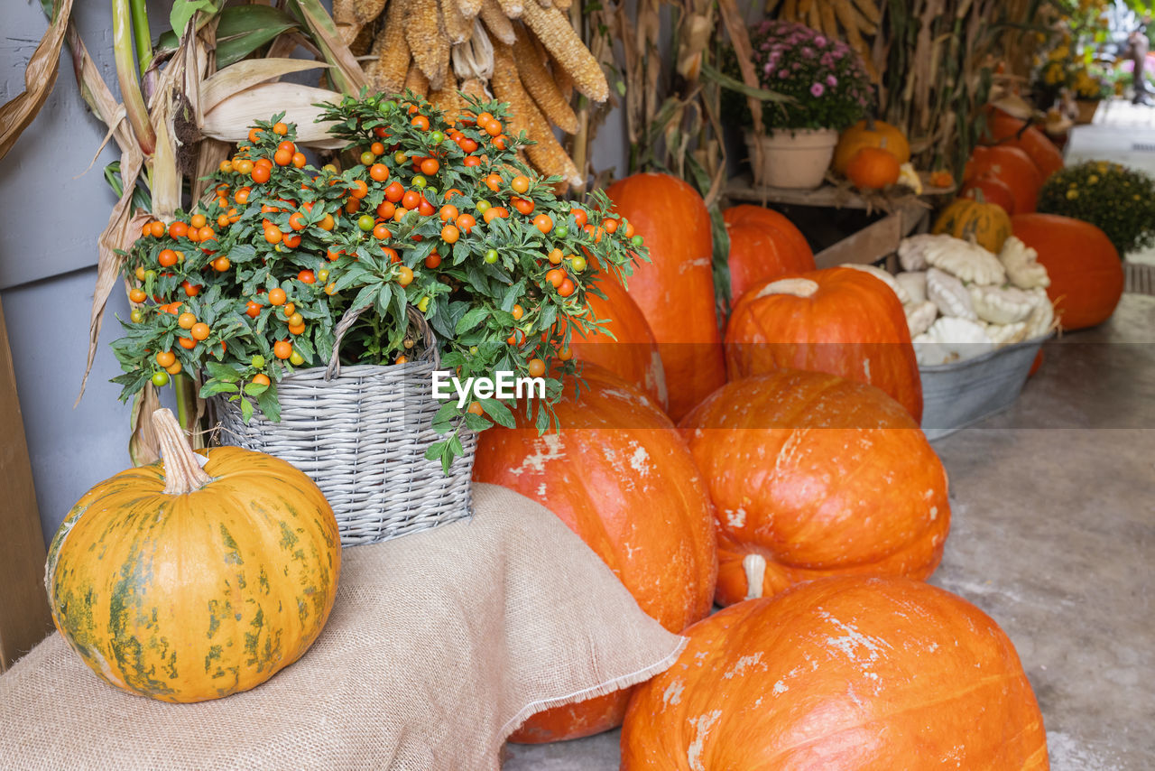 Pumpkins, red berries and autumn flowers decoration in baskets
