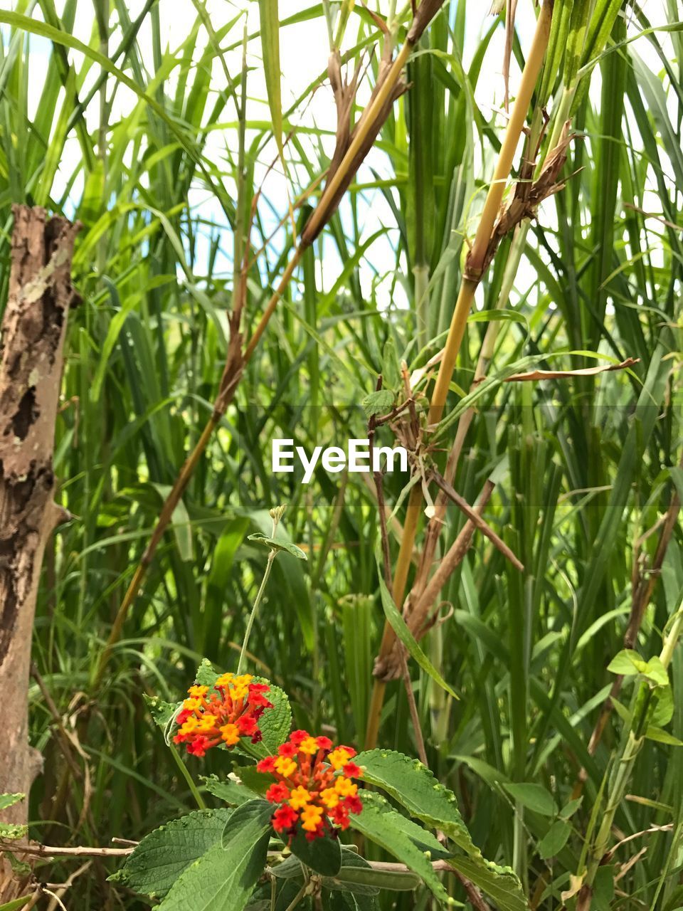 CLOSE-UP OF PLANTS AND TREES