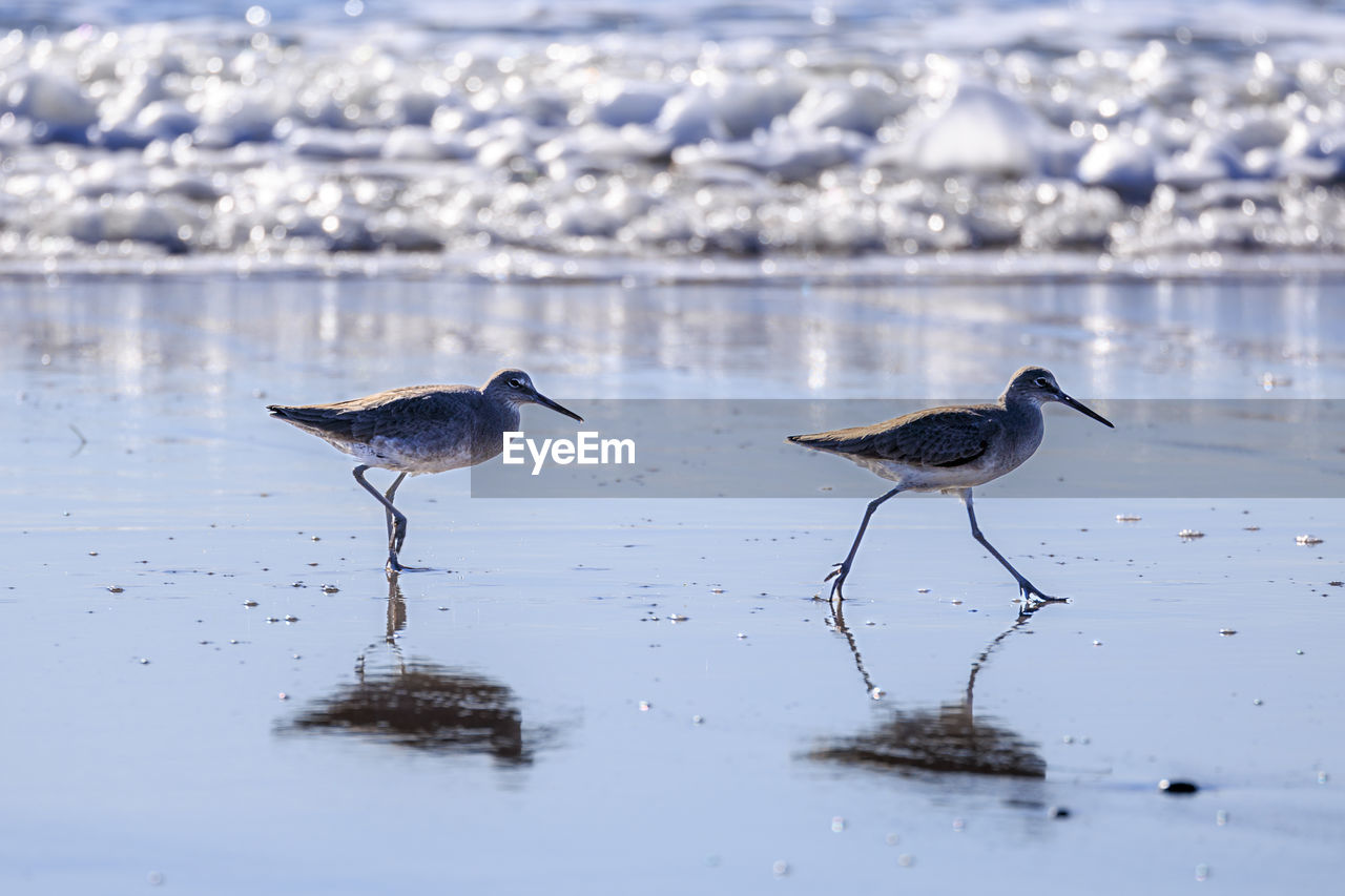 High angle view of birds in lake