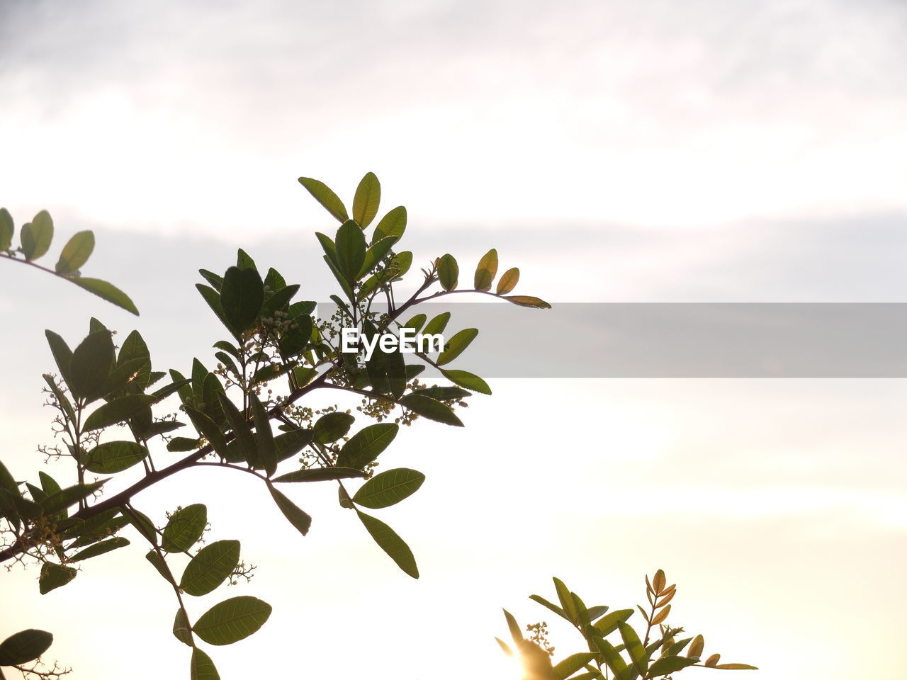 LOW ANGLE VIEW OF FLOWER PLANT AGAINST SKY