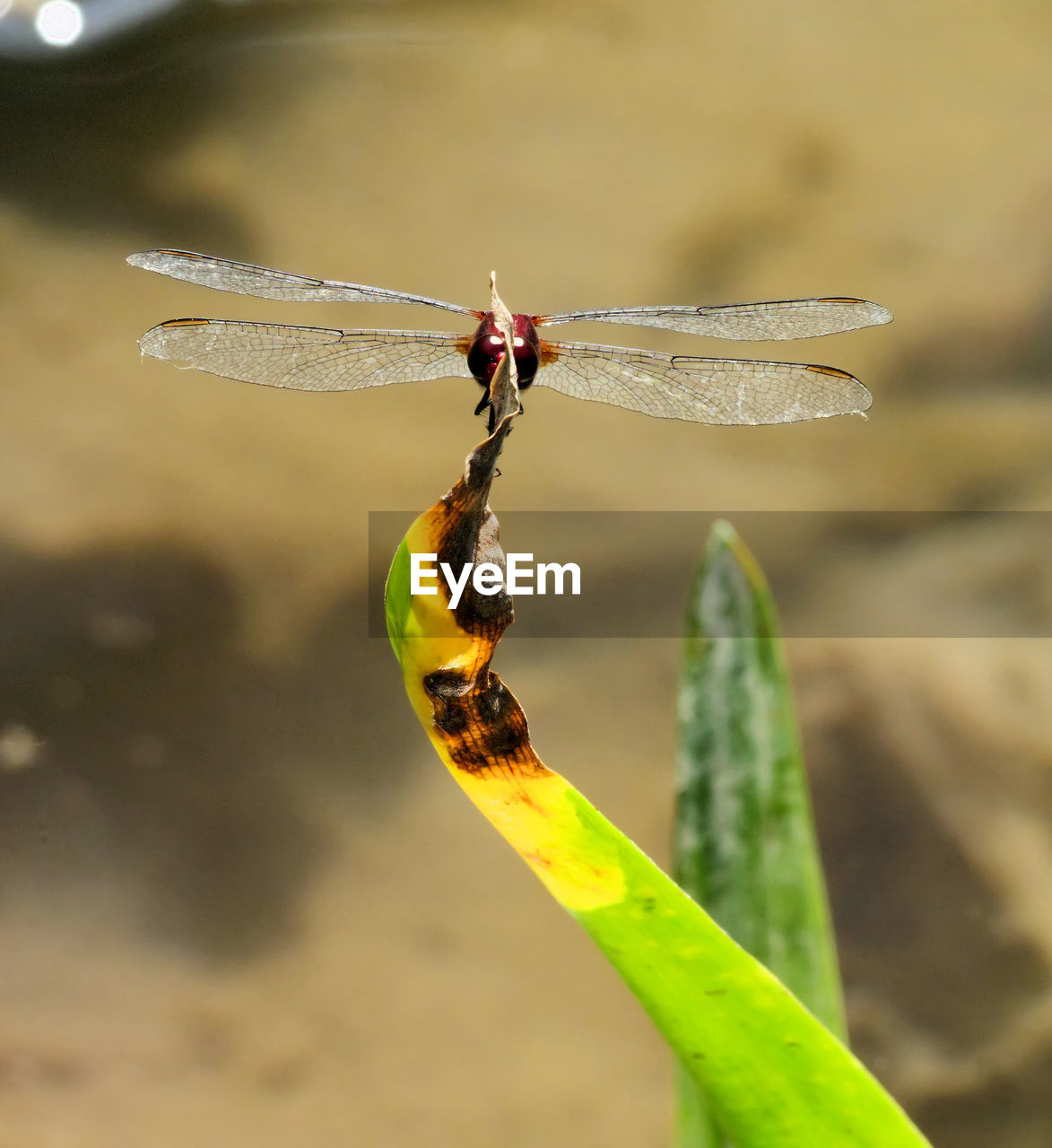 CLOSE-UP OF DRAGONFLY ON A PLANT