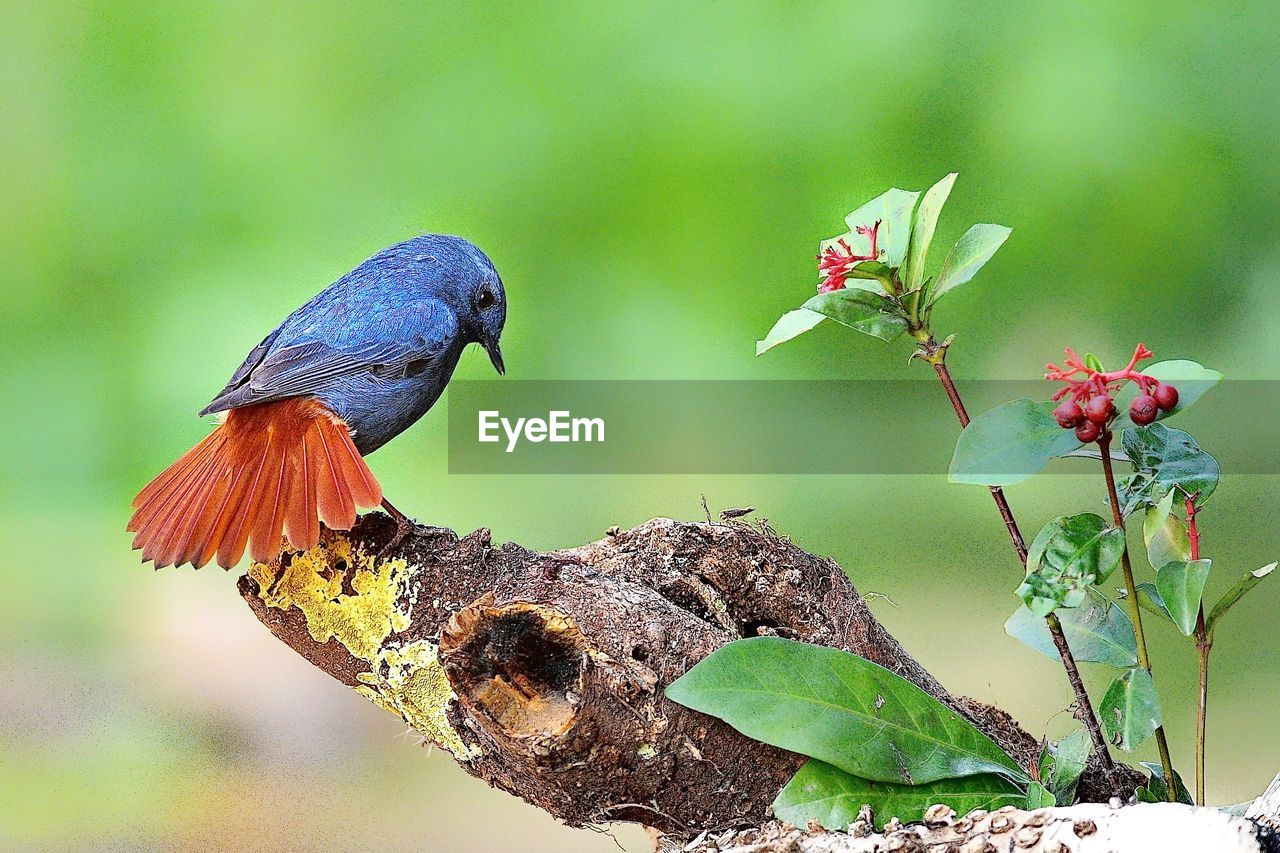 animal themes, animal, animal wildlife, bird, wildlife, nature, one animal, beauty in nature, plant, flower, focus on foreground, no people, perching, beak, outdoors, tree, branch, close-up, multi colored, environment, full length, insect, eating, green background, animal wing, animal body part