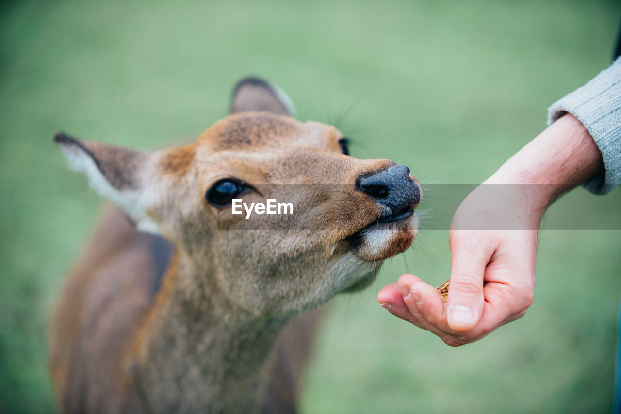 CLOSE-UP OF HAND FEEDING