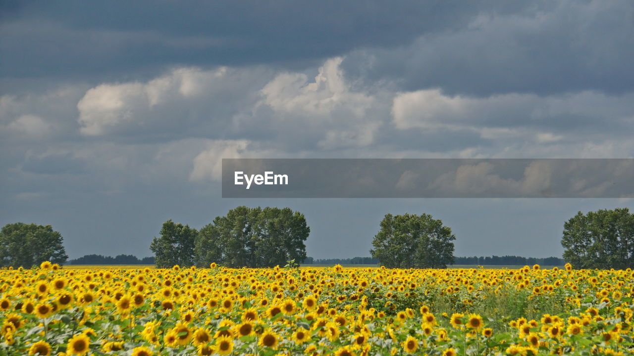 Yellow flowers growing in field