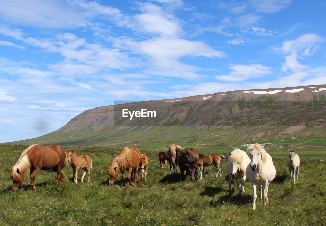 Horses grazing on landscape