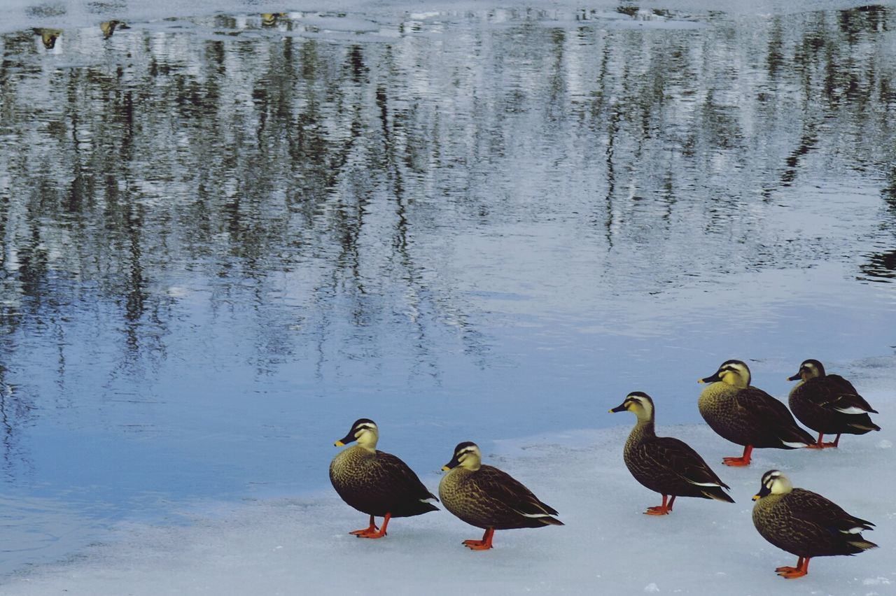 MALLARD DUCKS SWIMMING ON LAKE