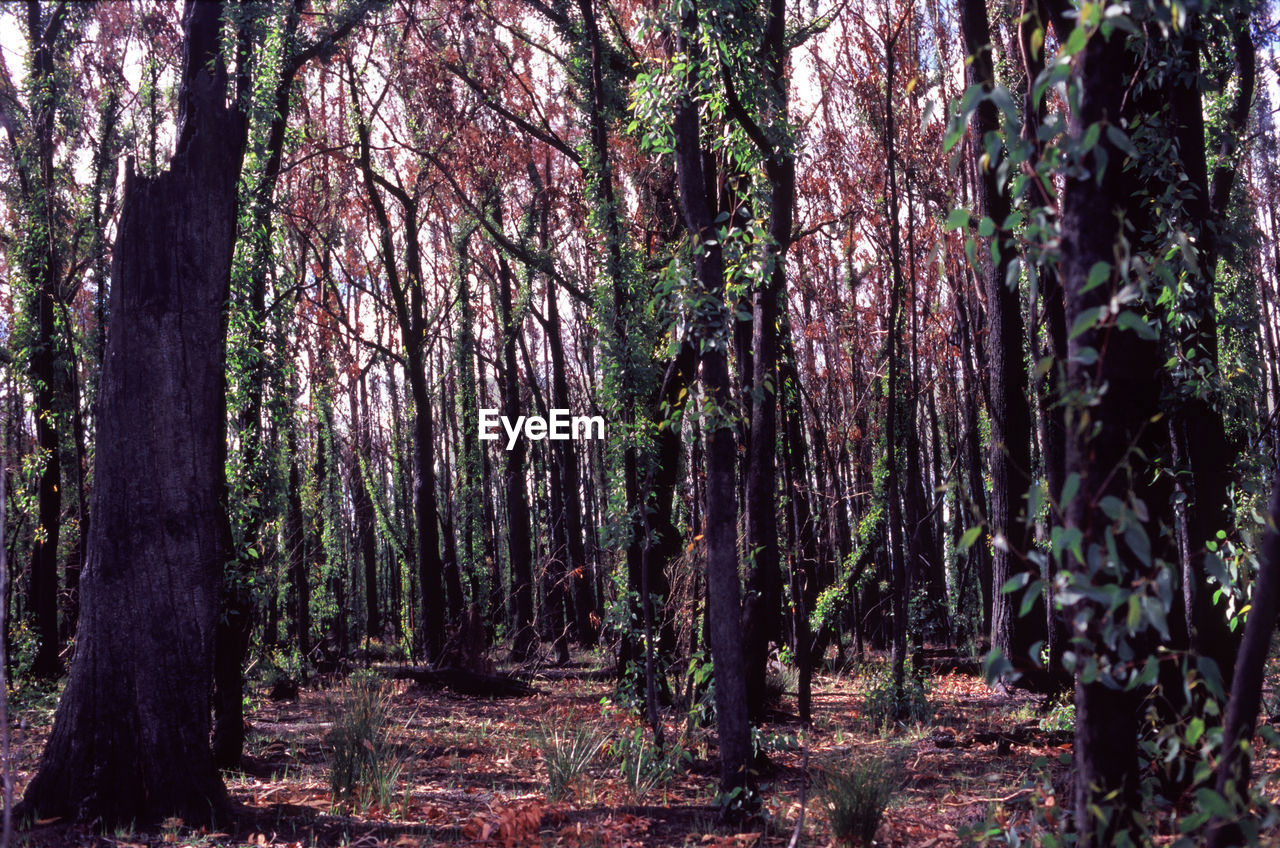 Trees growing on field in forest