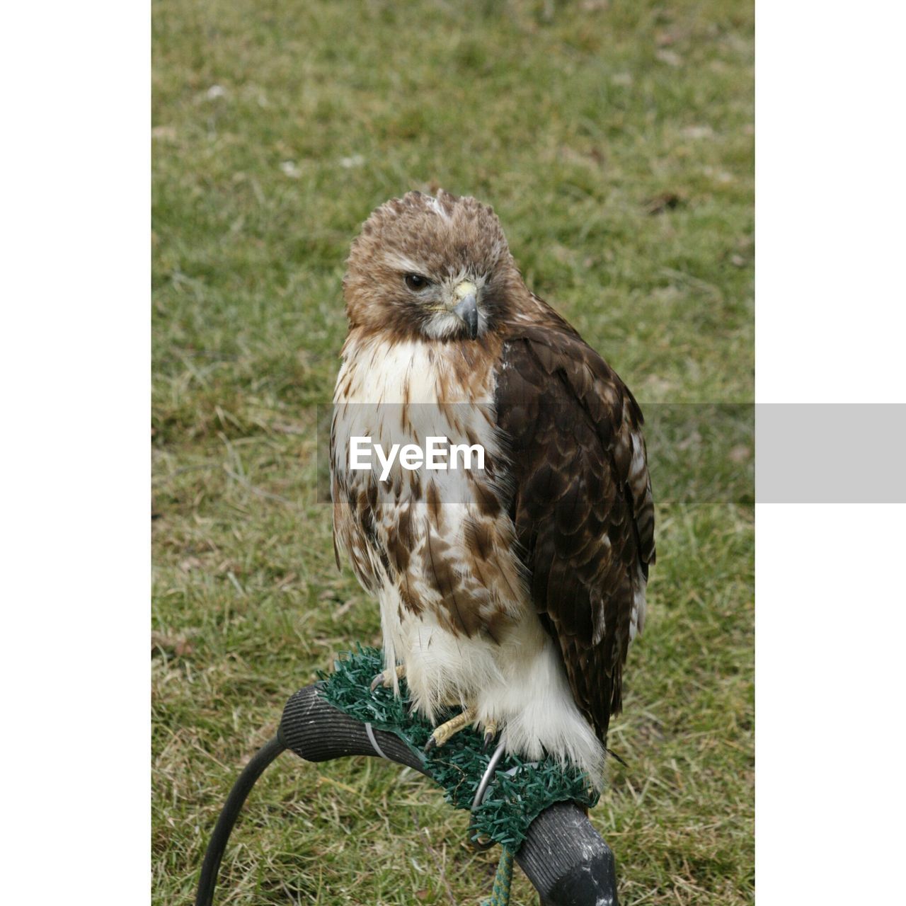 Close-up of owl perching on grass