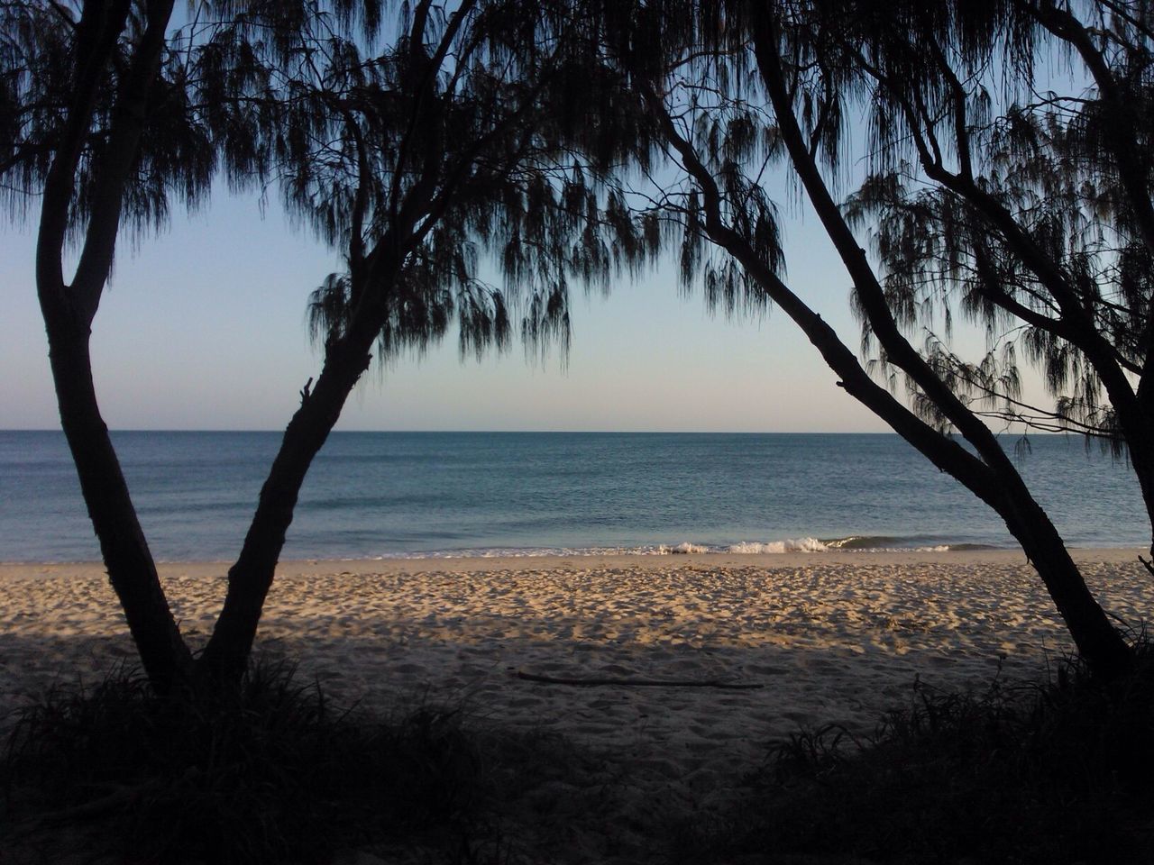 Silhouette trees growing at beach against sky