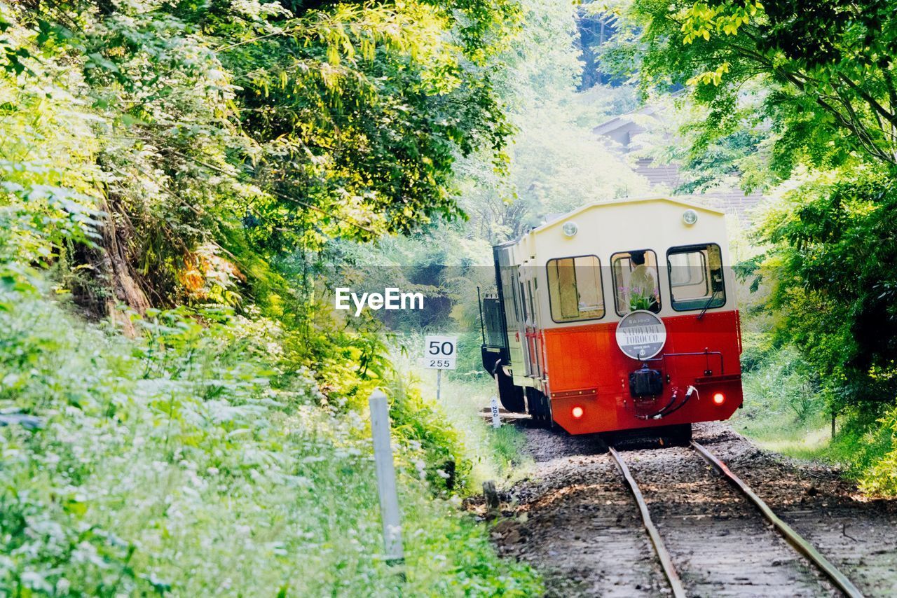 TRAIN ON RAILROAD TRACK BY TREES