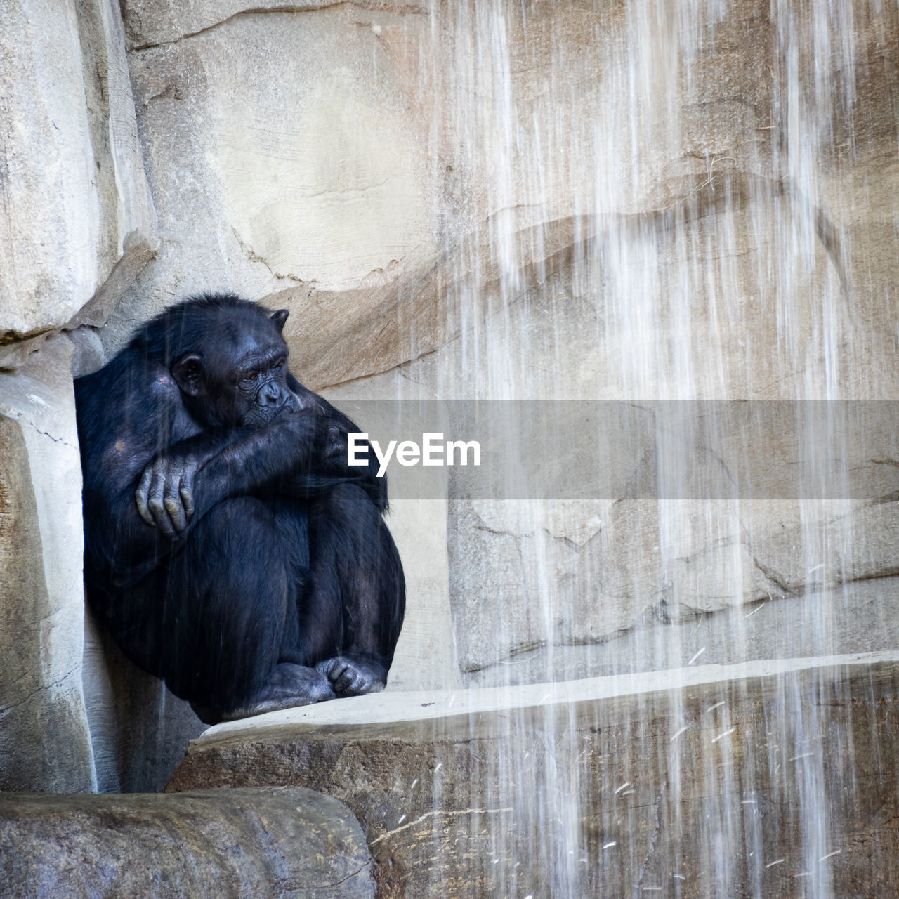 close-up of monkey sitting on wooden wall