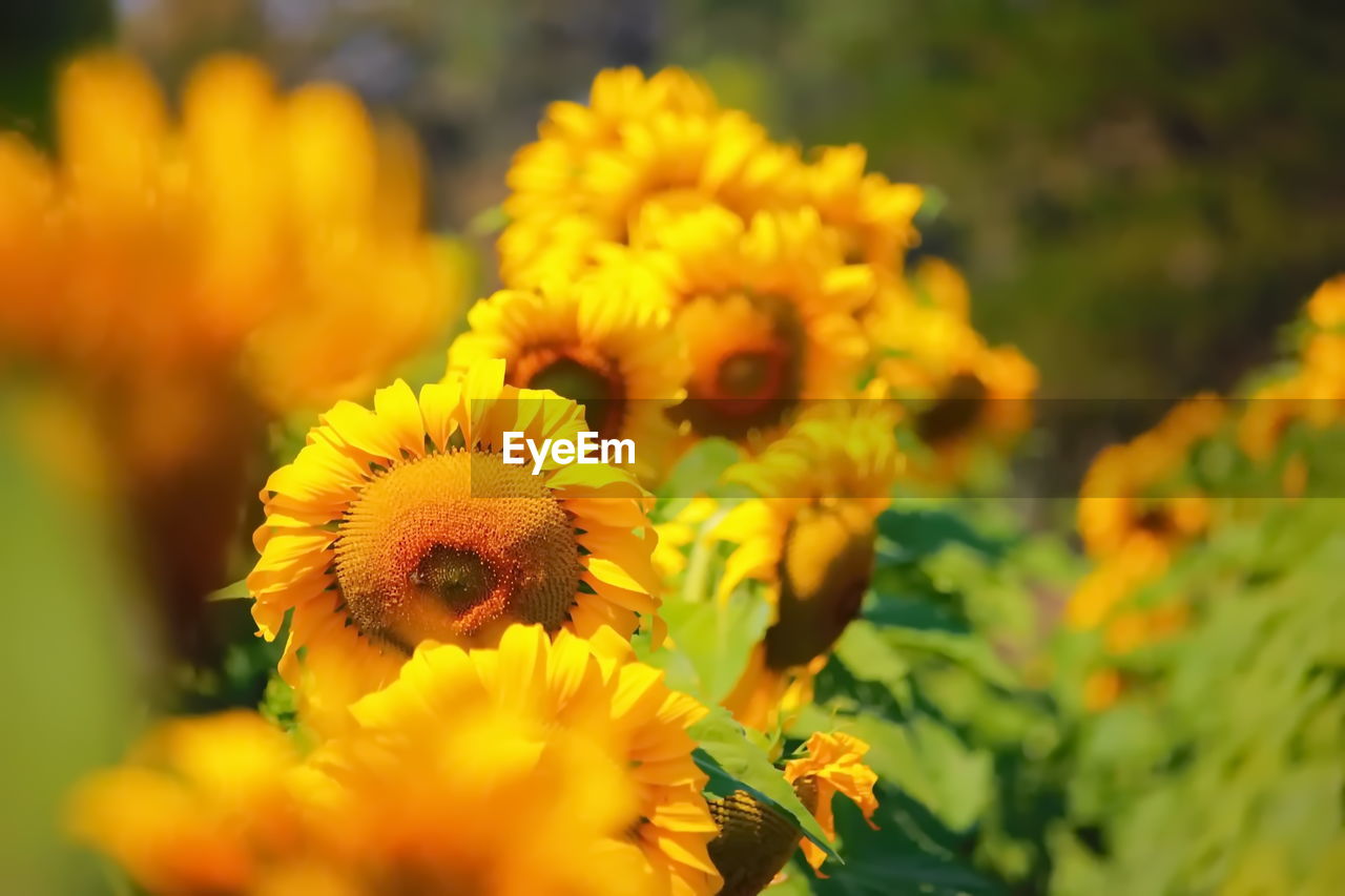 CLOSE-UP OF HONEY BEE ON YELLOW FLOWERING PLANT