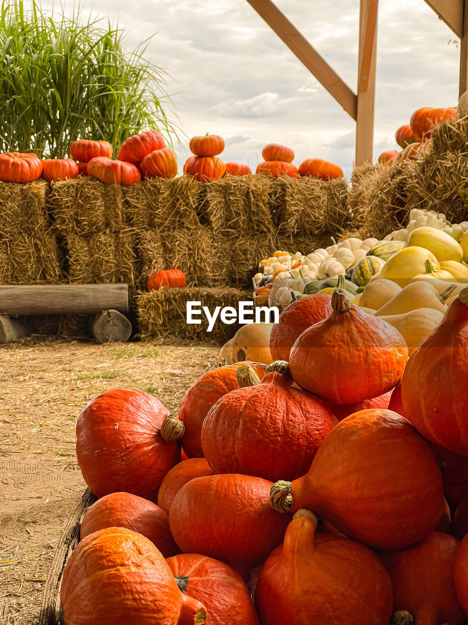 PUMPKINS IN MARKET STALL