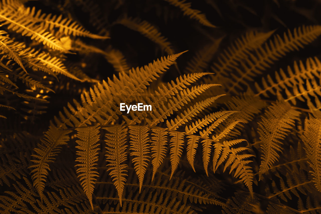 Autumn ferns leaves background in sunlight. dark yellow foliage natural floral pattern