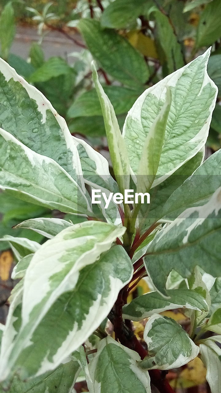 CLOSE-UP OF FRESH GREEN PLANTS