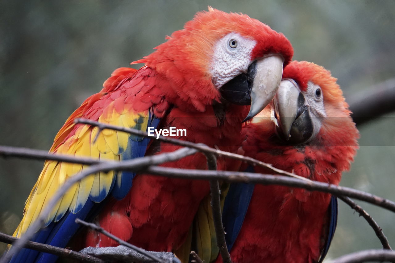 Close-up of parrots against blurred background